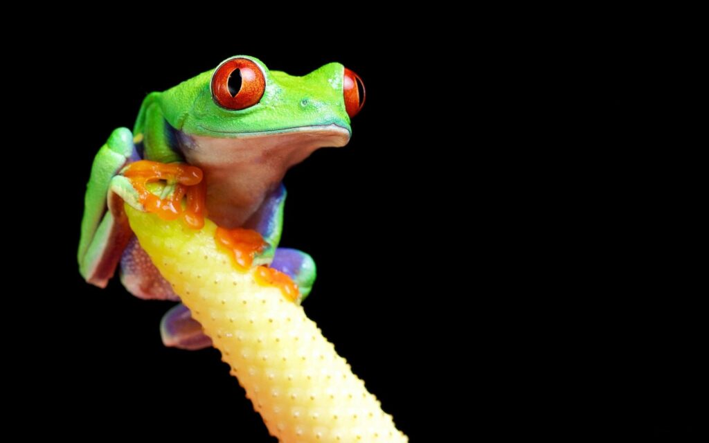 Vivid Tree Frog Wallpaper - Colorful 1920x1200 Background