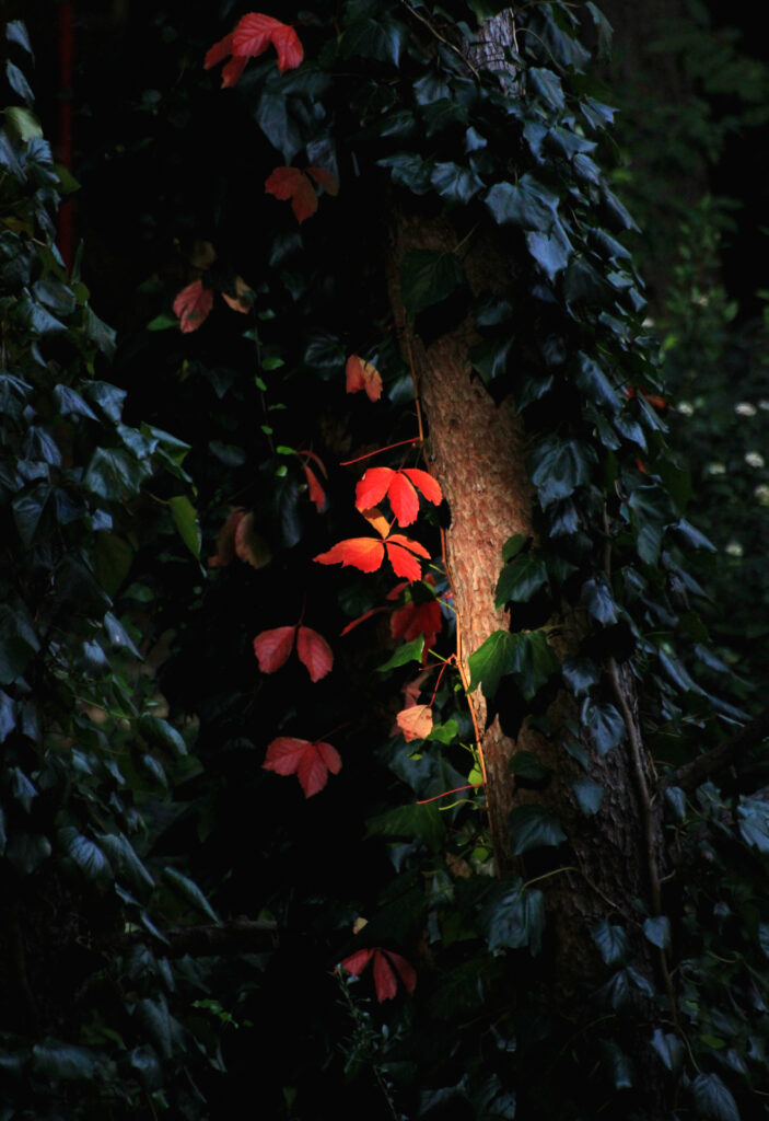 Vibrant Tree Wallpaper: Lush Green Leaves & Striking Red Leaf