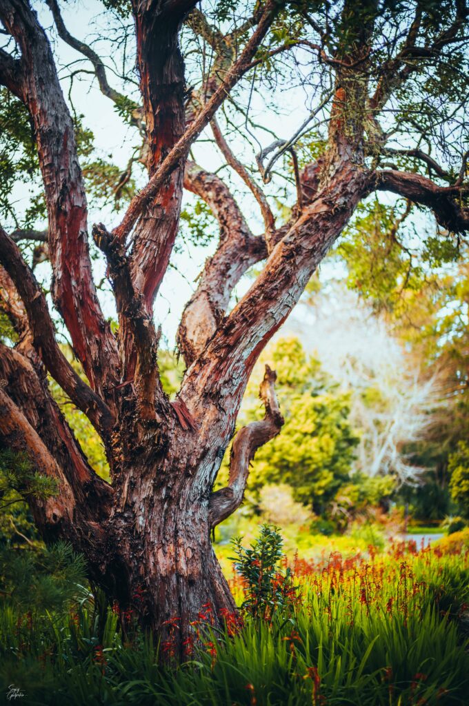 Striking tree with textured bark and sprawling branches in lush green grass wallpaper background