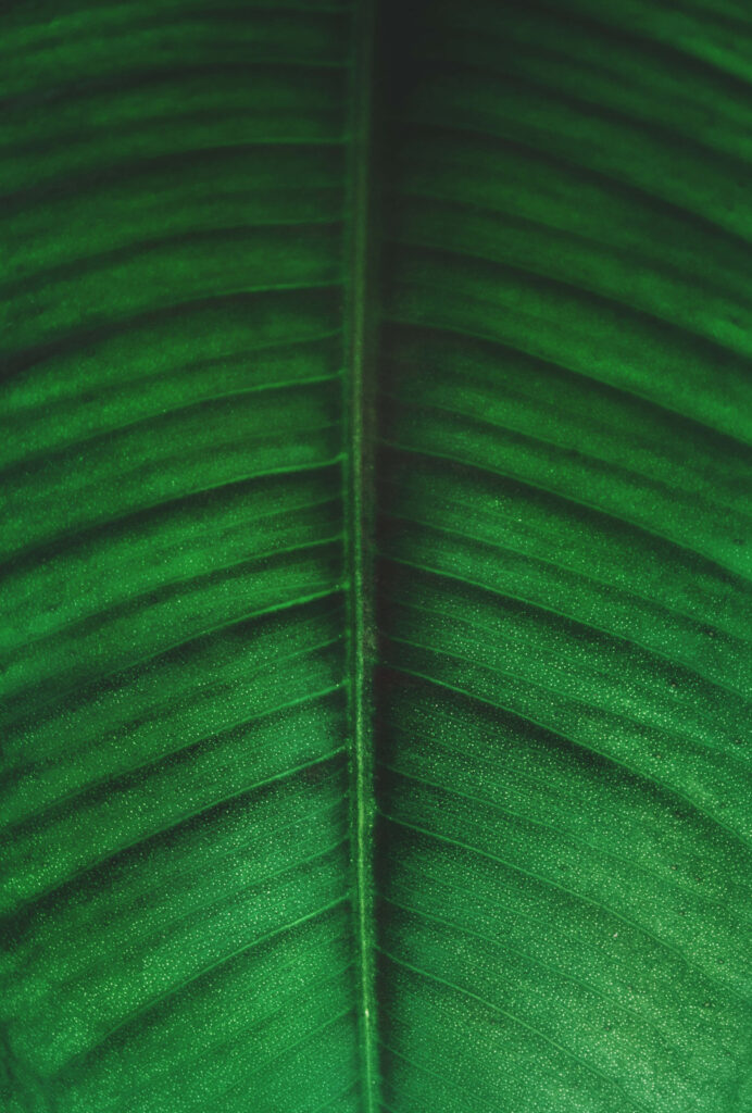 Close-up of vibrant green banana leaf with detailed natural veins tropical wallpaper background