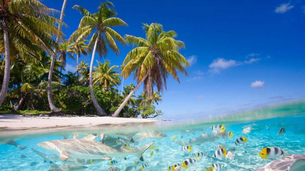 Serene Tropical Beach Wallpaper: Turquoise Waters & Palm Trees