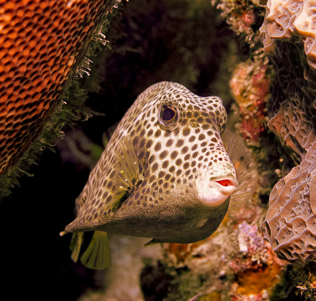 Vibrant tropical boxfish with yellow spots swimming near colorful coral reef underwater wallpaper