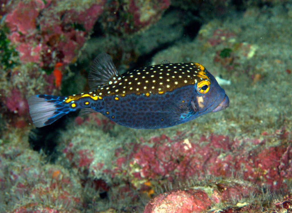 Vibrant blue and yellow tropical boxfish swimming among colorful coral reef underwater scene Wallpaper