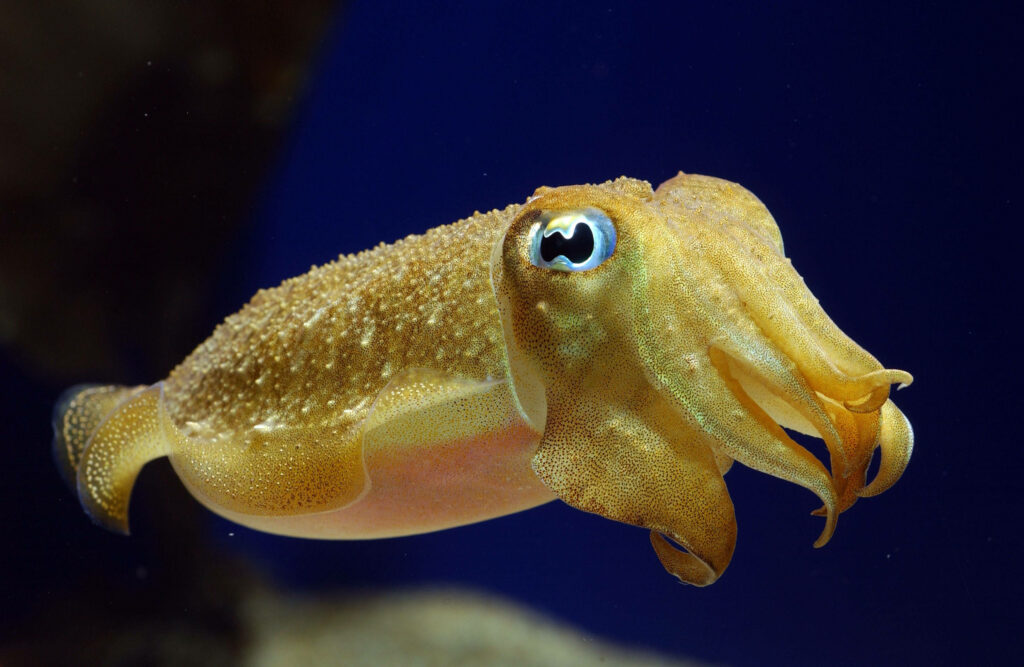 Vibrant Tropical Calamari Wallpaper: Mesmerizing Underwater Scene