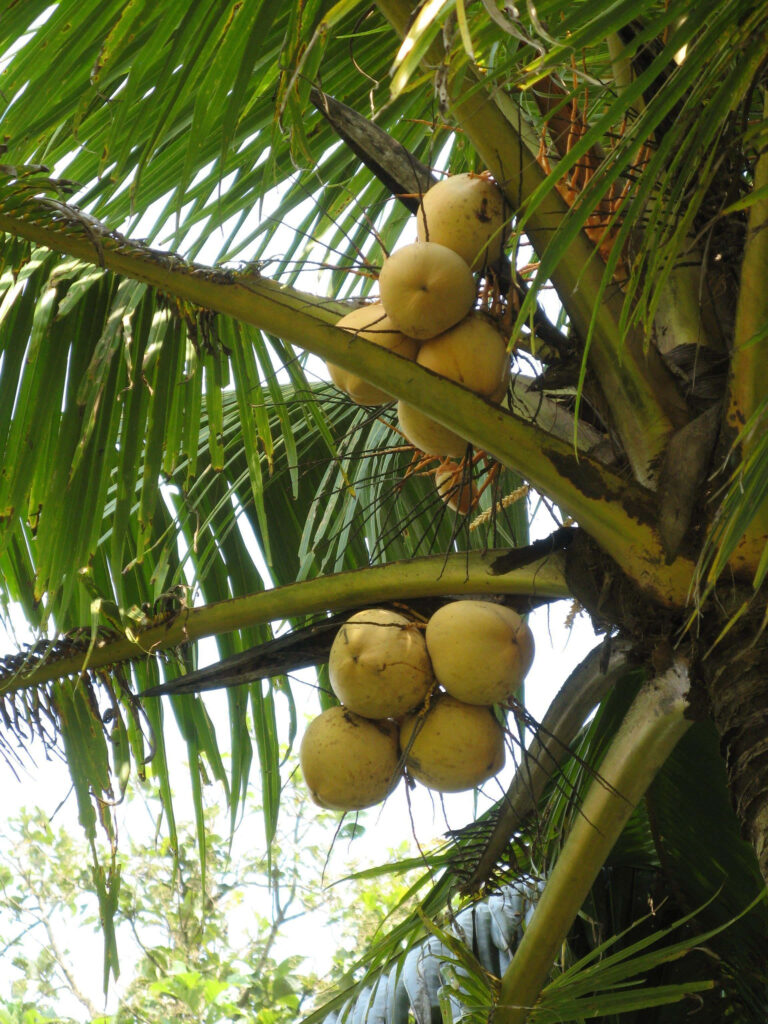 Close-up of ripe golden coconuts on lush green palm fronds in a vibrant tropical paradise wallpaper