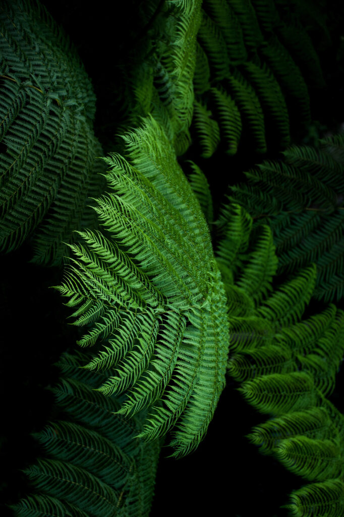 Vibrant Tropical Fern Leaves Wallpaper - Lush Green Background