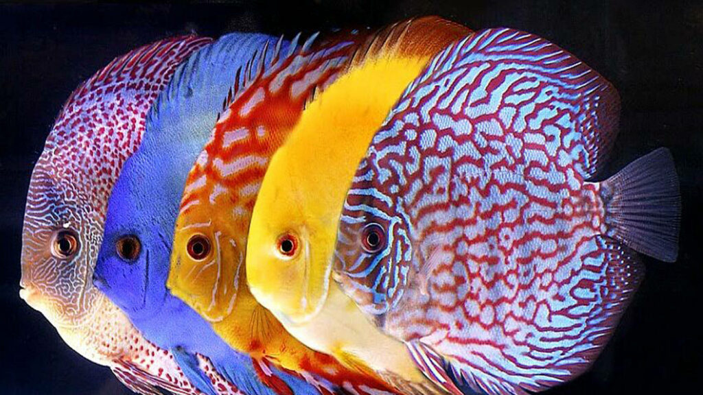 Vibrant Tropical Fish Wallpaper: Colorful Patterns on Dark Background