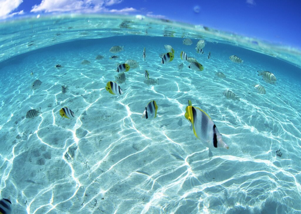 Vibrant Underwater Scene with Tropical Fish - Serene Background Wallpaper