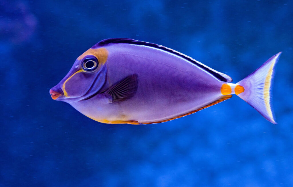 Vivid Tropical Fish Wallpaper: Mesmerizing Purple and Blue Scene