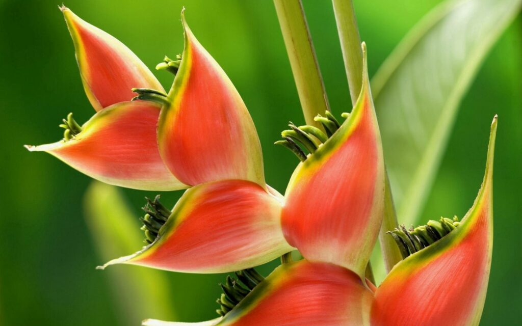 Vivid Tropical Flowers: Red & Yellow Beauty in Nature Wallpaper