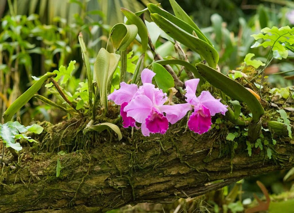 Serene Tropical Garden: Orchids Blooming on Tree Trunk Wallpaper