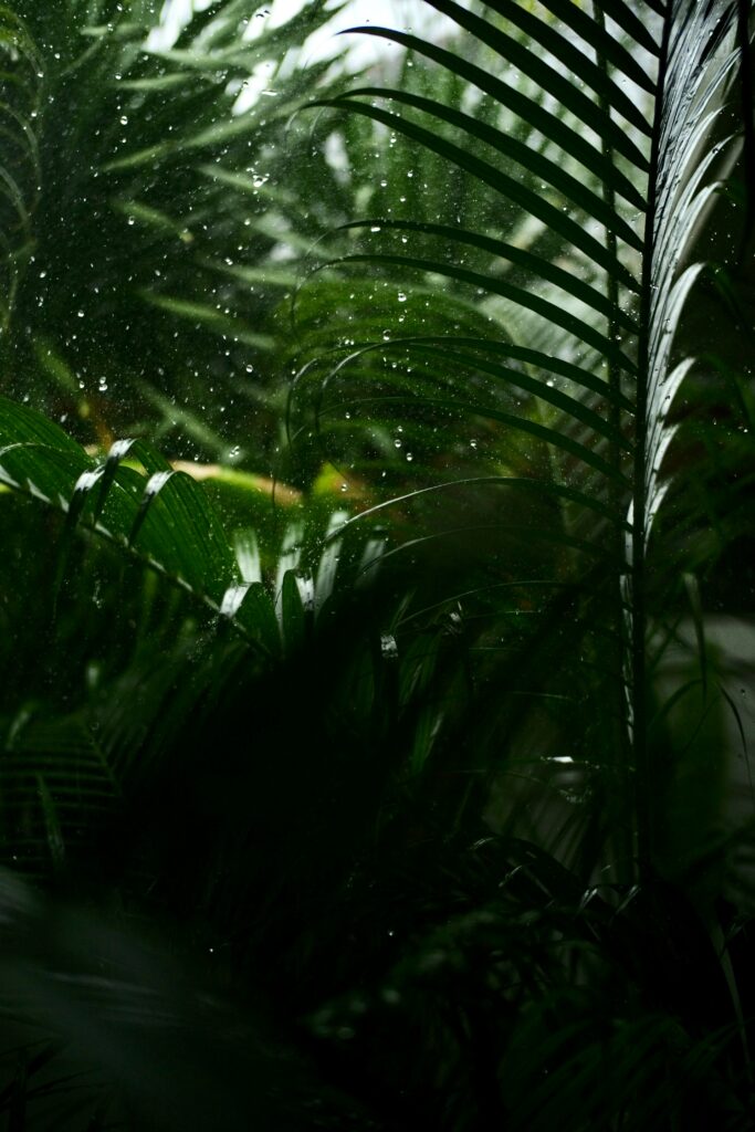 Vibrant Tropical Leaves with Rain Drops - Serene Macro Wallpaper