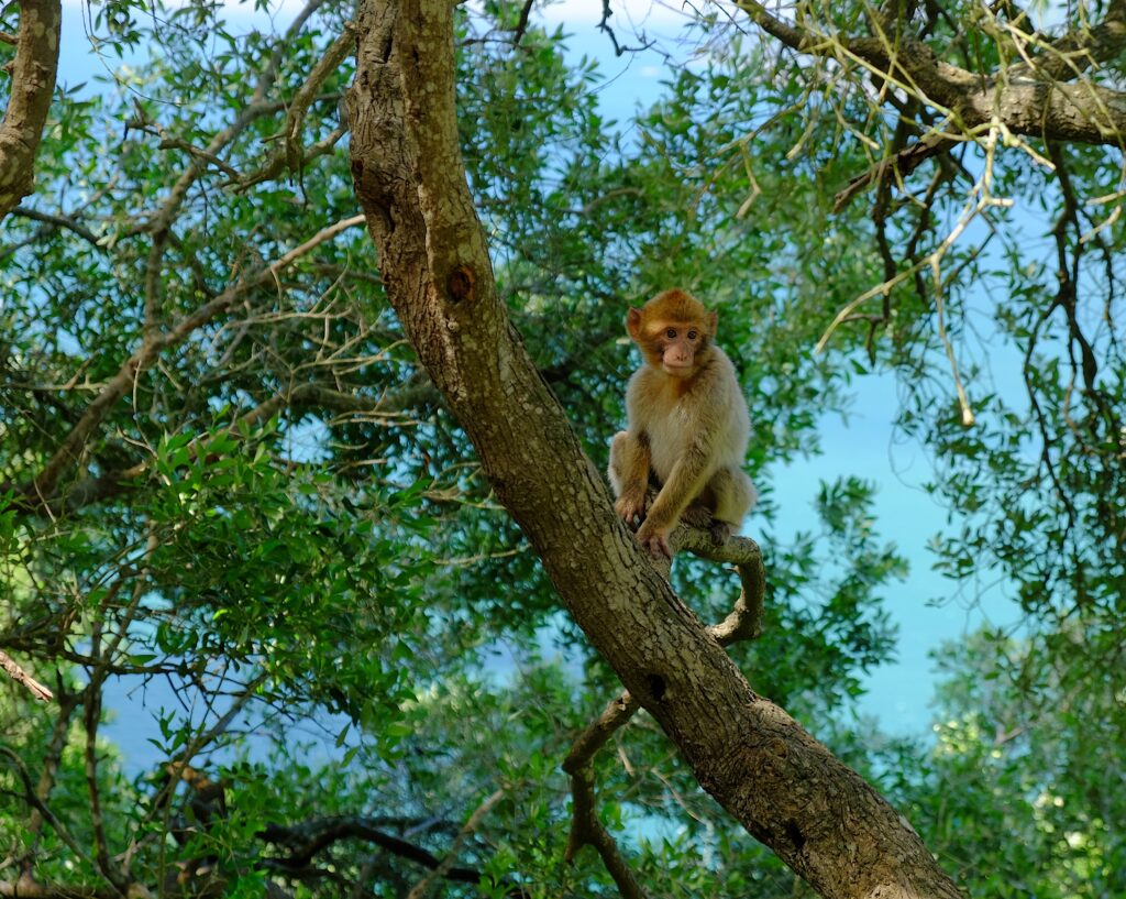 Vibrant Tropical Wallpaper: Curious Monkey in Lush Greenery