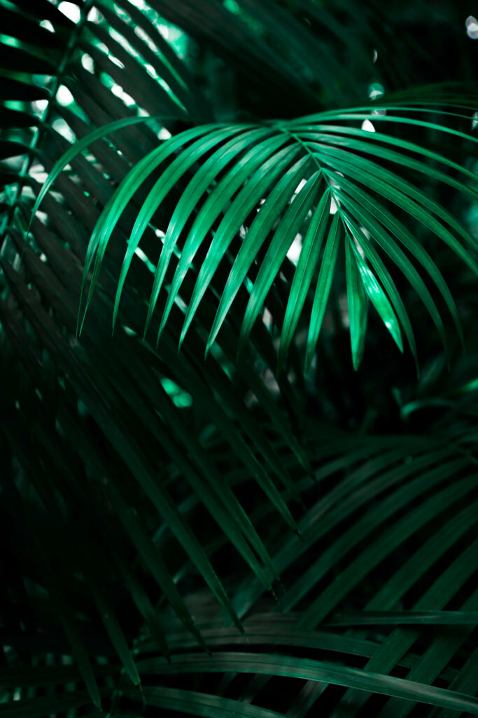 Tropical Palm Leaves Wallpaper: Lush Green Lock Screen Background