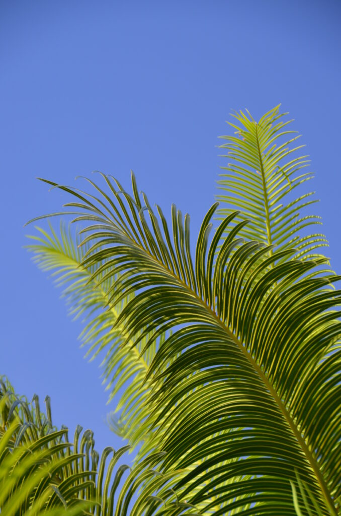 Vibrant green palm leaves against clear blue sky tropical wallpaper with sharp natural details