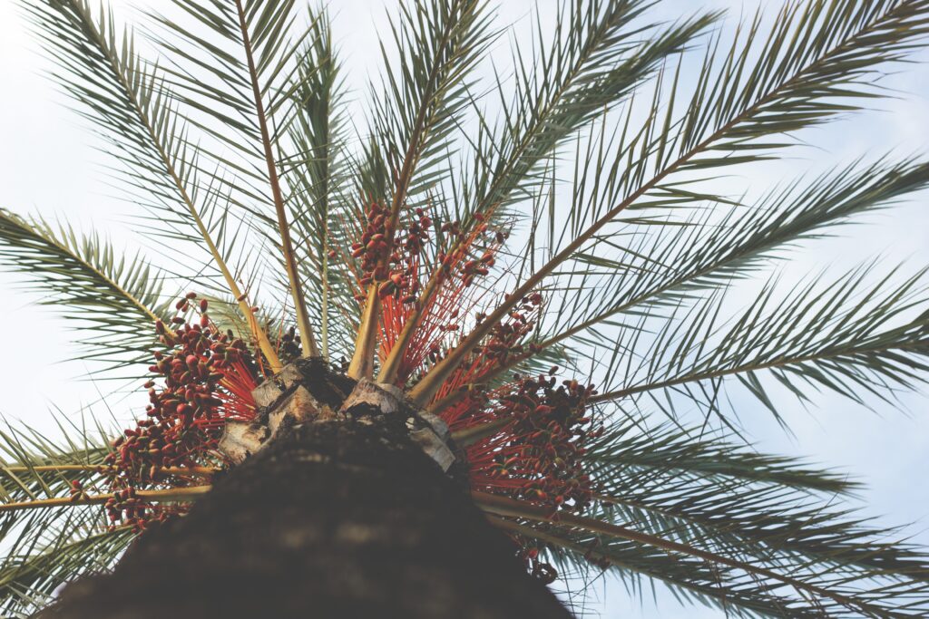 View from below of tall palm tree with textured trunk green fronds red fruit and blue sky background Wallpaper