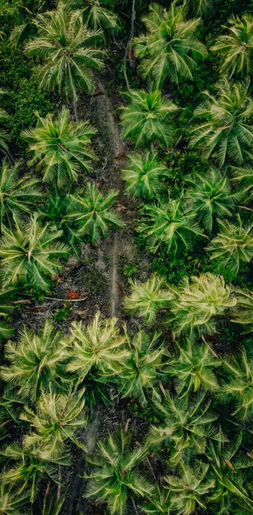 Aerial view of vibrant lush palm trees and dense tropical jungle with a natural forest path Wallpaper