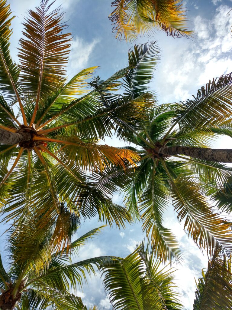 Vibrant tropical wallpaper with tall palm trees lush green leaves bright blue sky and soft clouds