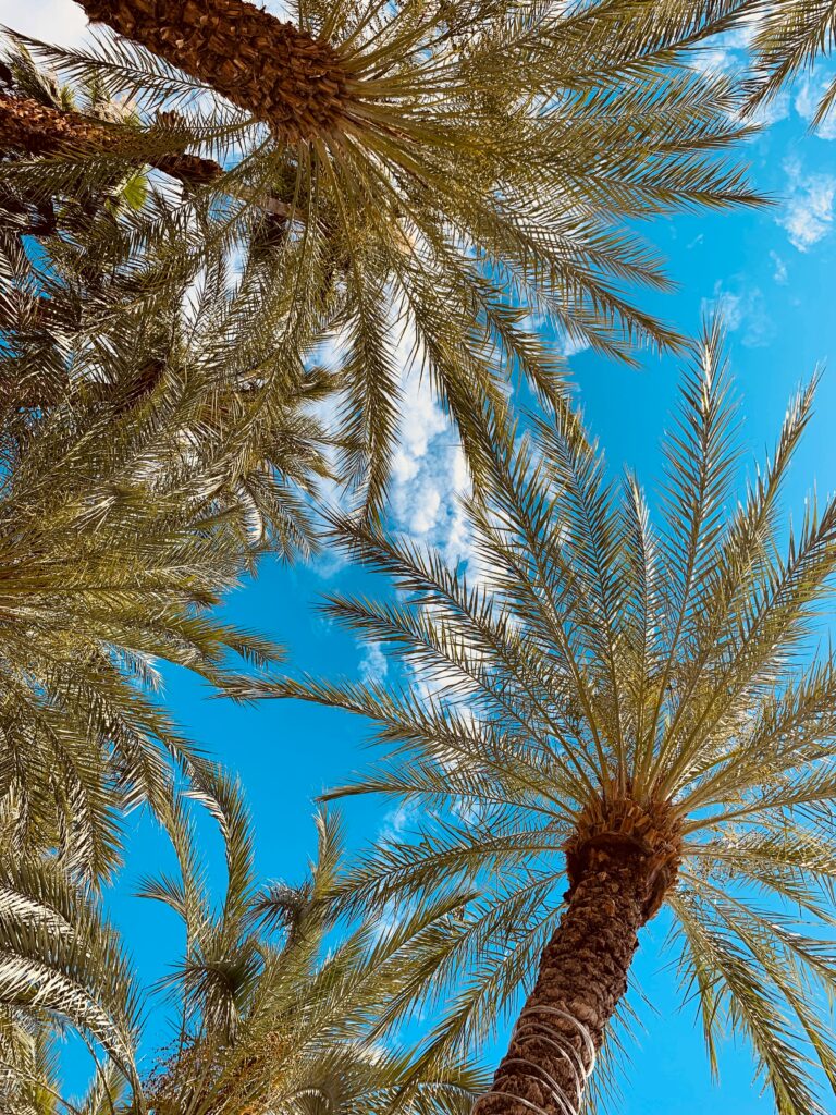 Bottom view of tall palm trees with slender branches against clear blue tropical sky wallpaper