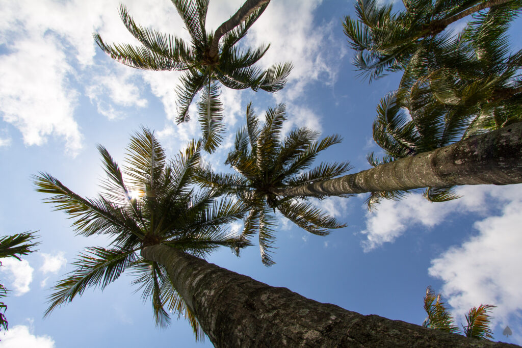 Bottom view of tall palm trees with blue sky and white clouds tropical wallpaper background