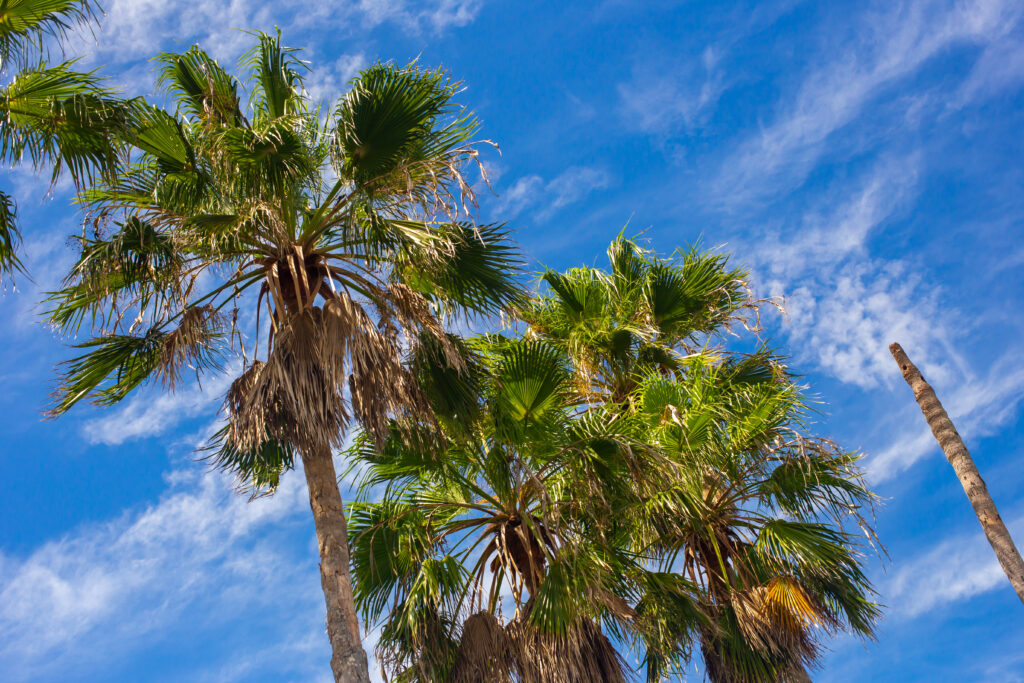 Vibrant wallpaper of lush green palm trees from below against bright blue sky with soft clouds