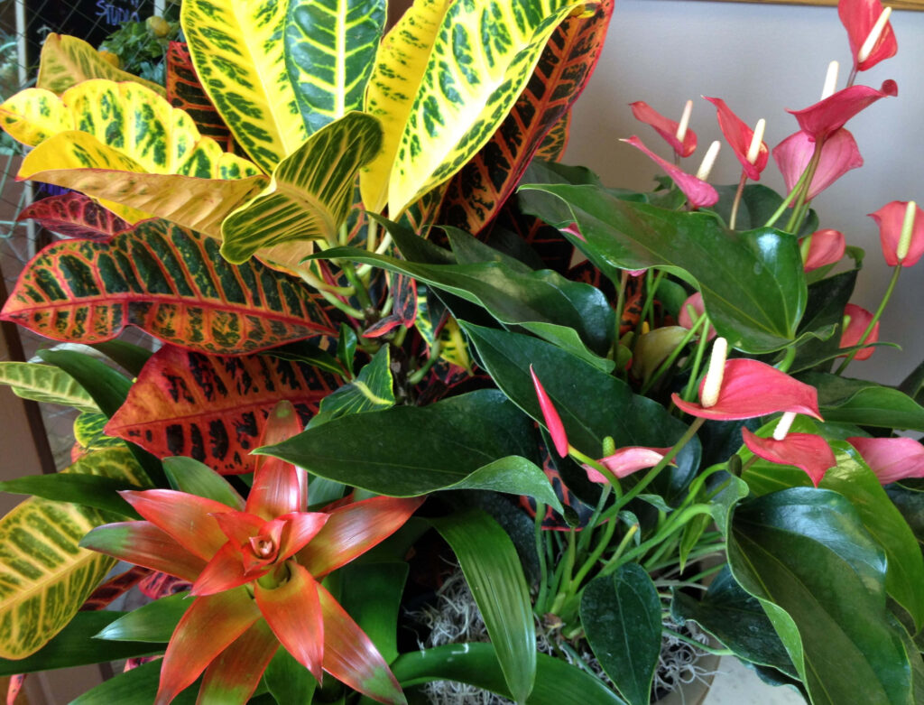 Tropical Plants Wallpaper: Lush Anthuriums & Croton Leaves Background