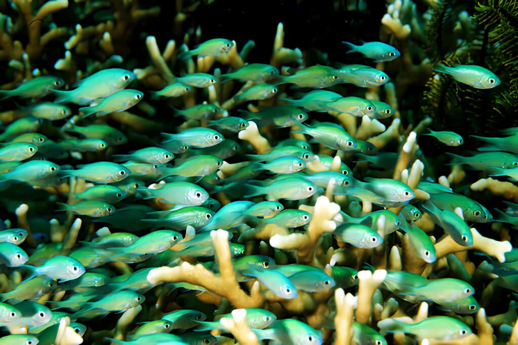 Vibrant underwater wallpaper with Chromis fish and turquoise green coral in tropical reef background