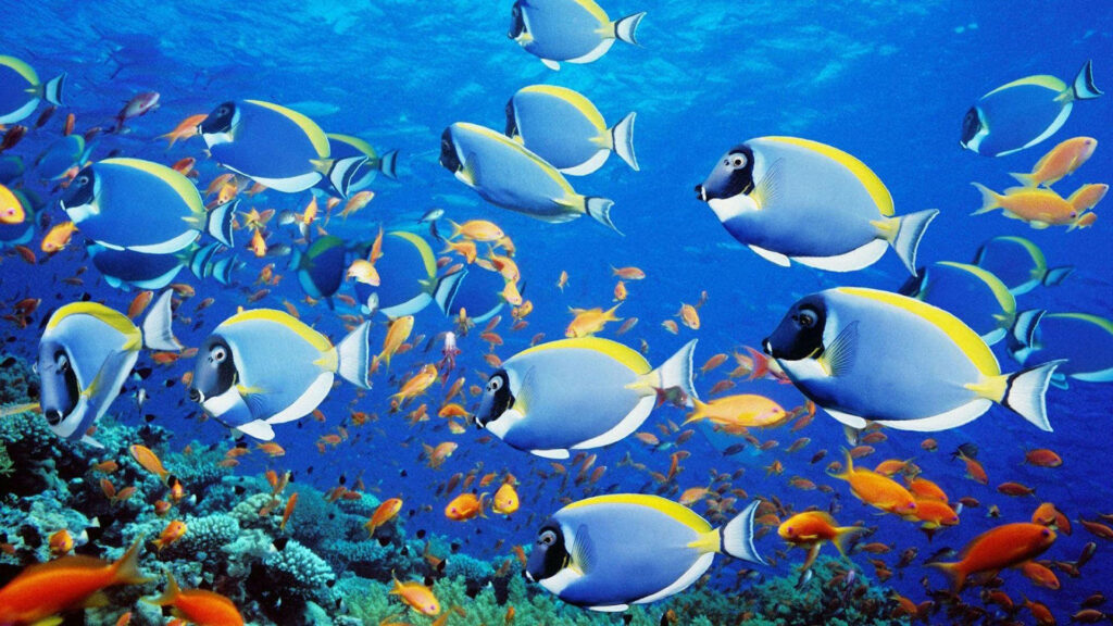Vibrant Underwater Tropical Wallpaper: Colorful Fish & Coral Reef