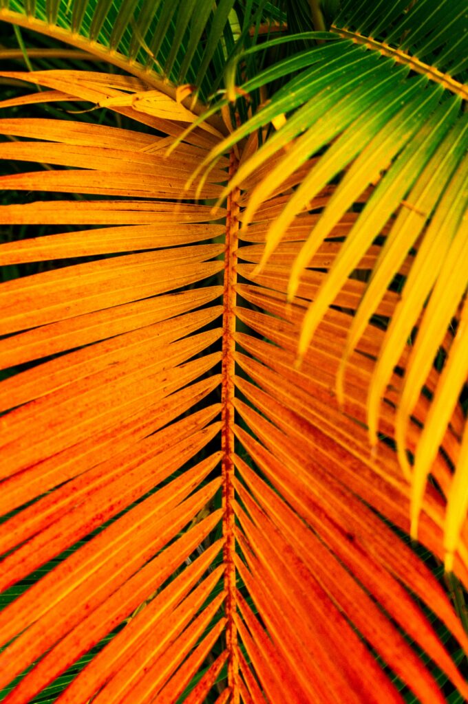 Vibrant Yellow & Orange Tropical Palm Leaves Wallpaper Background