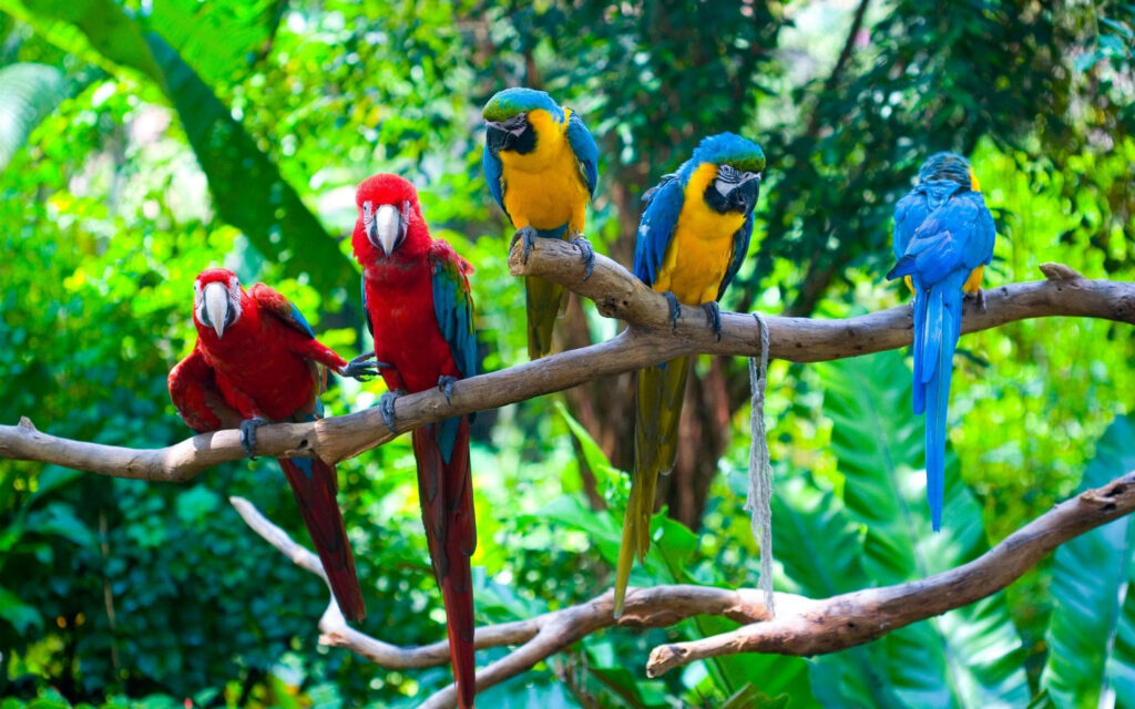 Vibrant Tropical Macaws Wallpaper - Lush Jungle Background