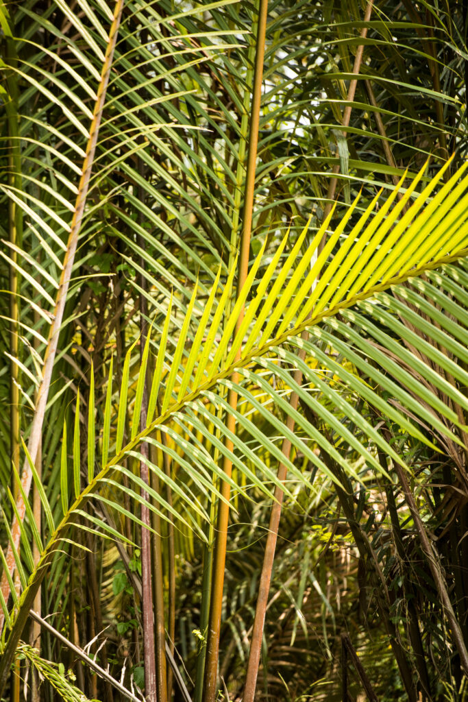 Vibrant Tropical Wallpaper: Macro Green Leaves & Palm Frond Patterns