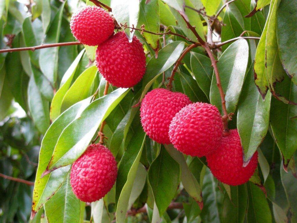 Tropical Lychee Wallpaper: Vibrant Pink Fruits & Lush Greenery