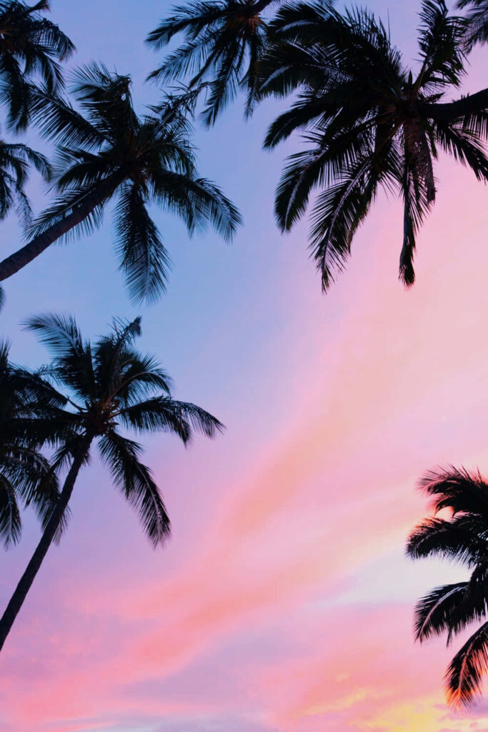 Tropical Palm Tree Wallpaper: Serene Sunset in Vibrant Colors