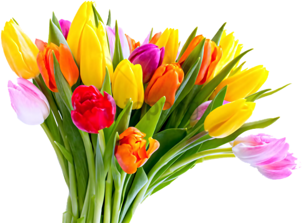 Vibrant Tulip Bouquet Wallpaper on Transparent Background