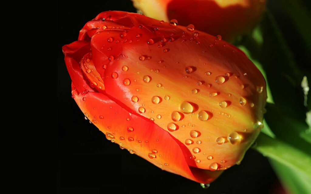 Vibrant Tulip Bud with Water Droplets - Nature's Beauty Wallpaper