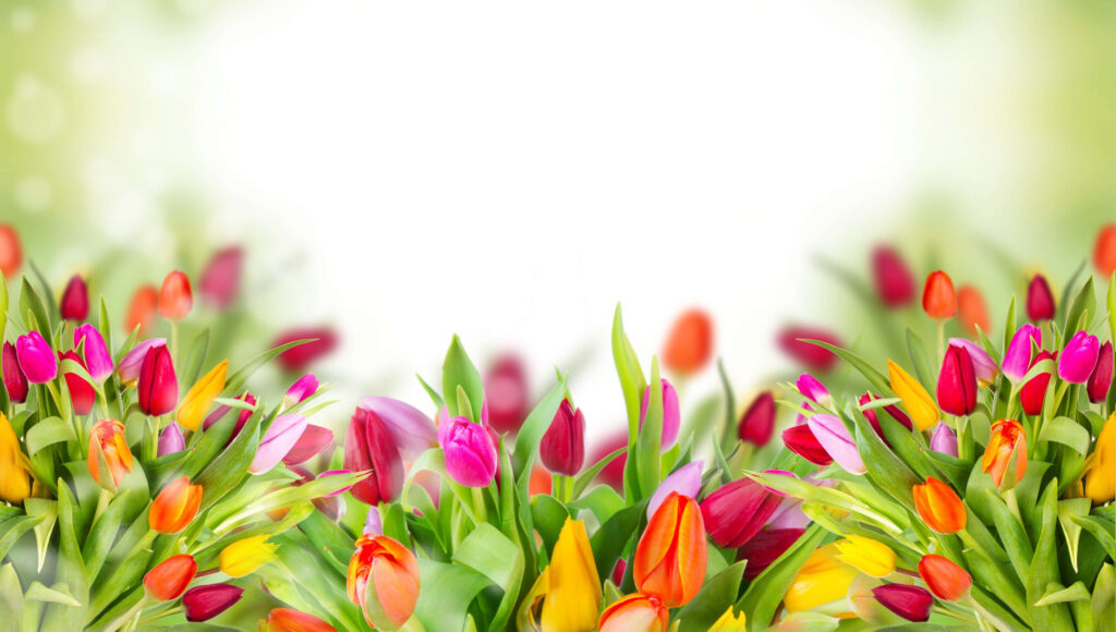 Vibrant Tulip Wallpaper: Colorful Blooms for Spring Background