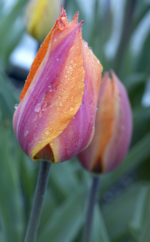 Vibrant Tulip Buds with Dewdrops - Soft Focus Floral Background Wallpaper