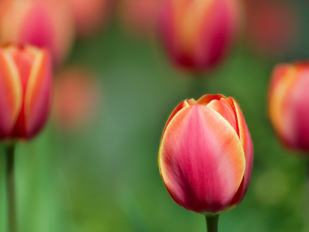 Vibrant Tulip Wallpaper: Close-Up with Softly Blurred Background