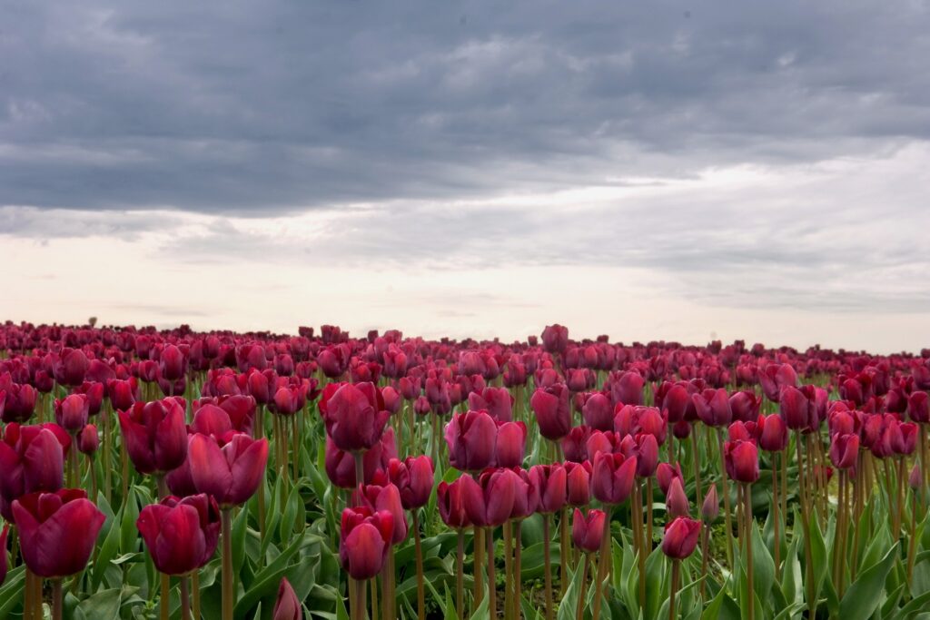 Vibrant Tulip Field Under Dramatic Clouds – Stunning 2400x1600 Wallpaper