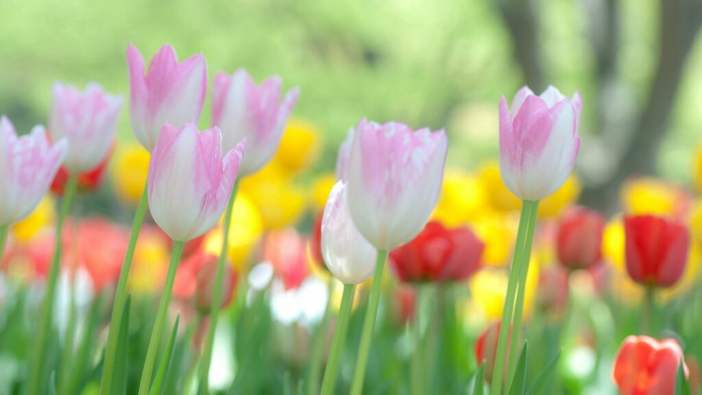 Vibrant Tulip Field Wallpaper - Serene Colorful Landscape 1920x1080