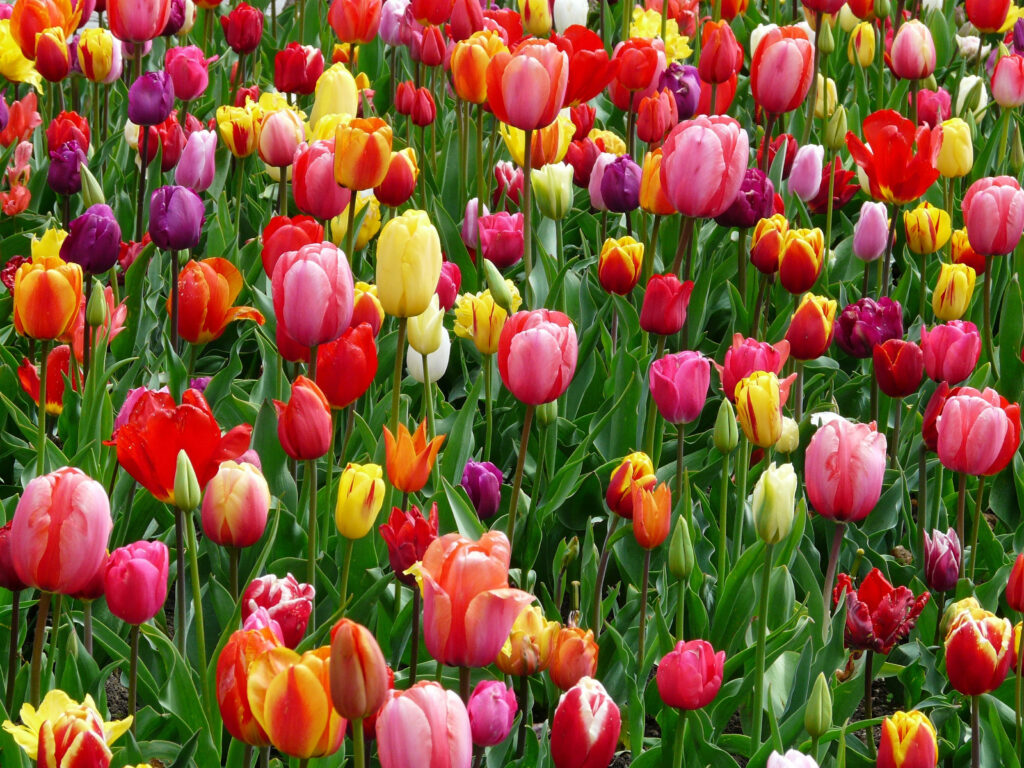 Stunning Tulip Field in Bloom: Colorful Red, Yellow, Pink & Purple Wallpaper