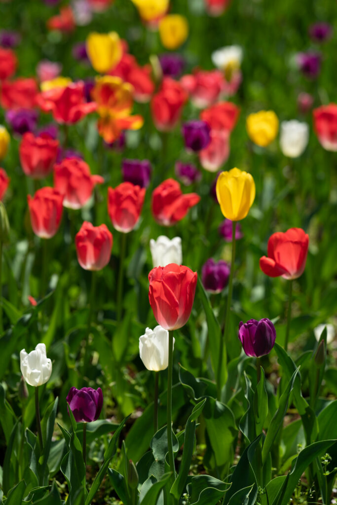 Stunning 4098x6144 Tulip Field Wallpaper - Colorful Floral Beauty