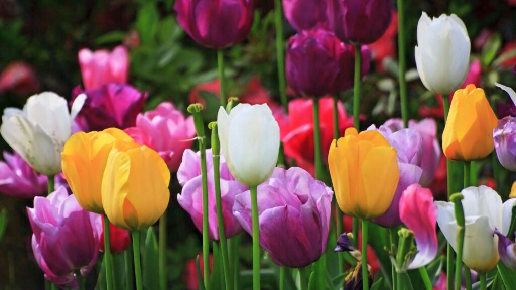 Colorful Tulip Field Wallpaper: Vibrant Blossoms & Green Foliage