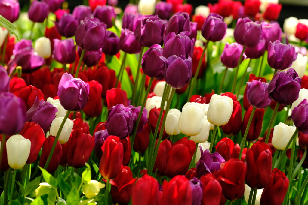 Vibrant Tulip Field: Colorful Purple, Red & White Floral Wallpaper