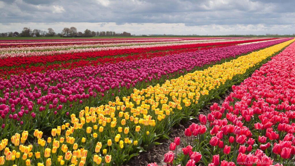 Vibrant Tulip Field Wallpaper: Colorful Blooms Under Cloudy Sky