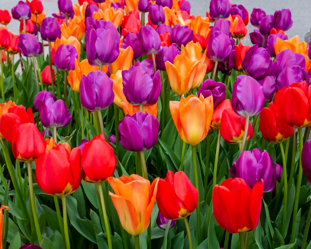Vibrant Spring Tulip Field Wallpaper: Colorful Blooms & Greenery