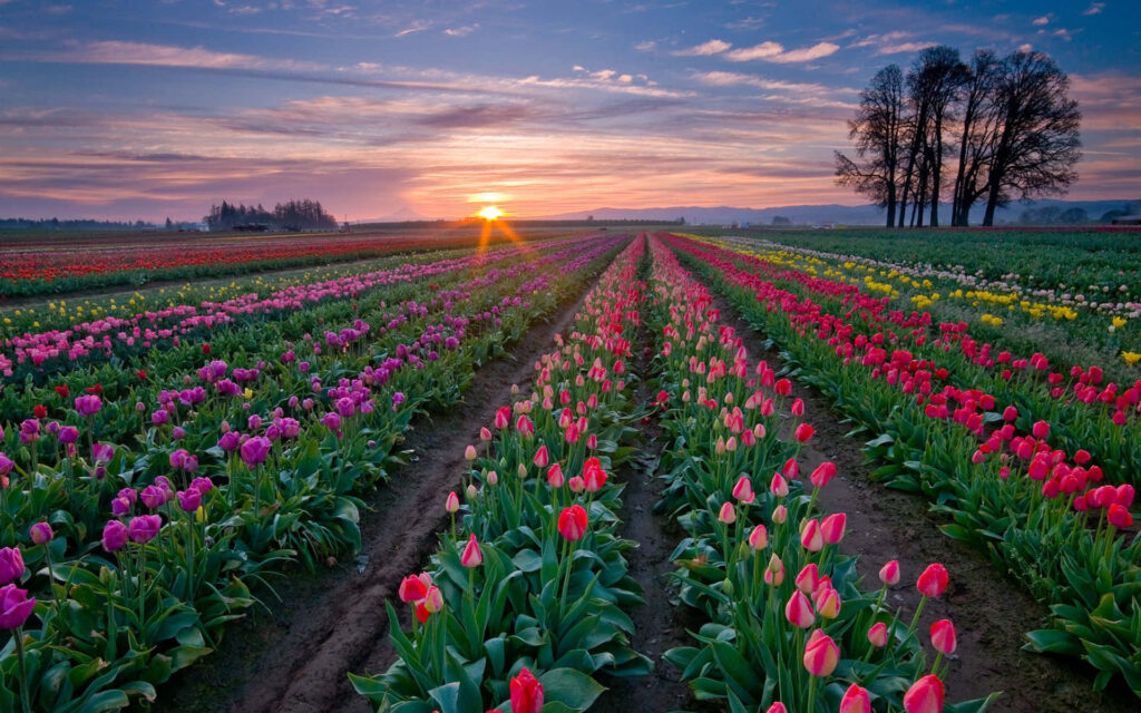 Vibrant Tulip Field Sunset Wallpaper: Red, Pink & Purple Blooms