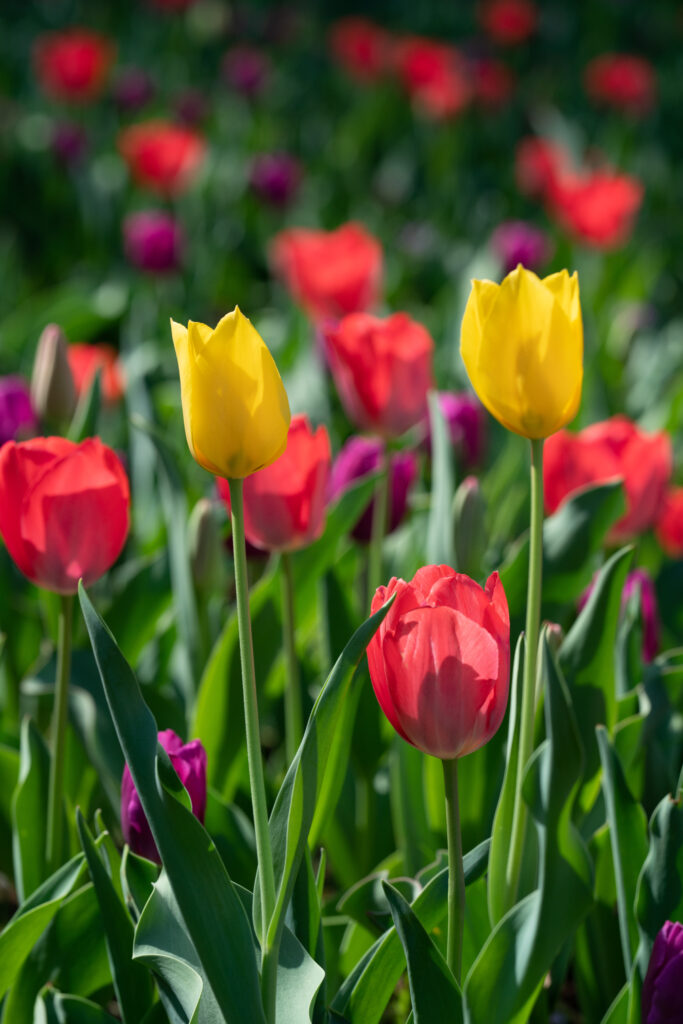 Vibrant Tulip Field Wallpaper - Colorful Floral Background