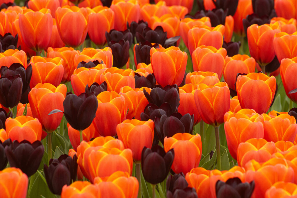 Vibrant 6000x4000 Tulip Wallpaper: Fiery Oranges & Deep Purples
