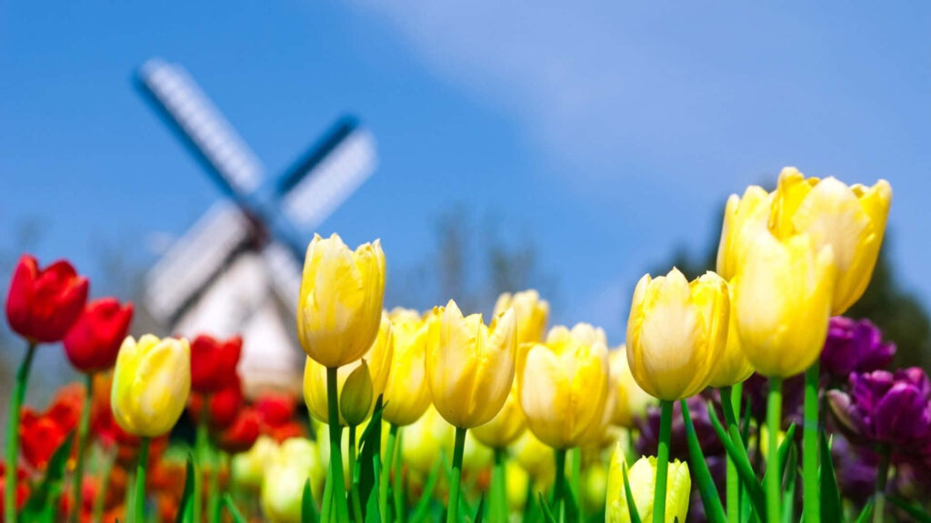 Vibrant Tulip Field Wallpaper with Windmill & Blue Sky - Spring Bliss